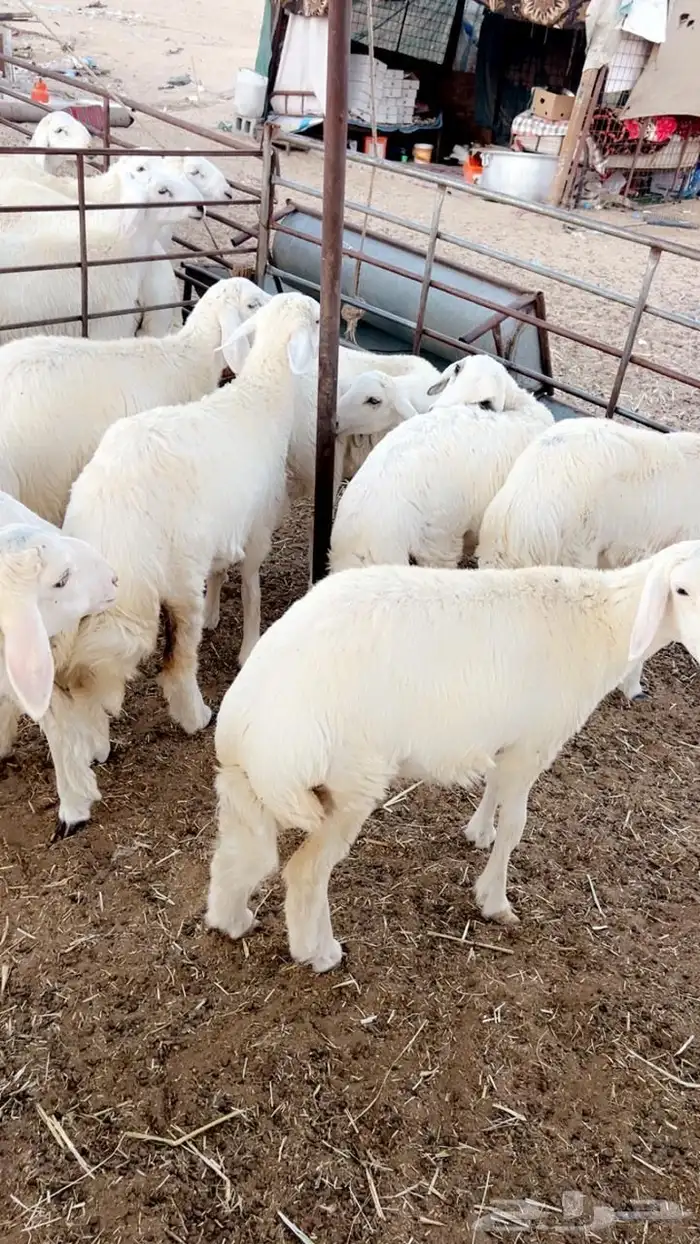 جميع انواع الذبايح يوجد سلخ وتوصيل 10