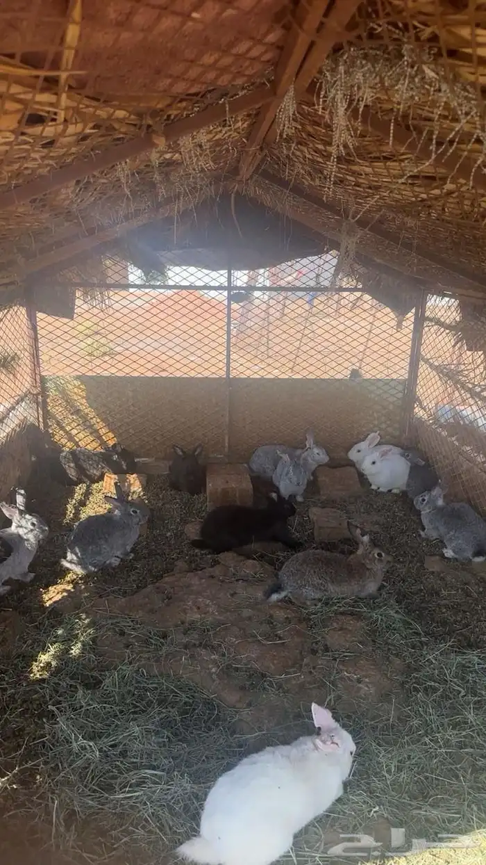 ارانب للبيع 0