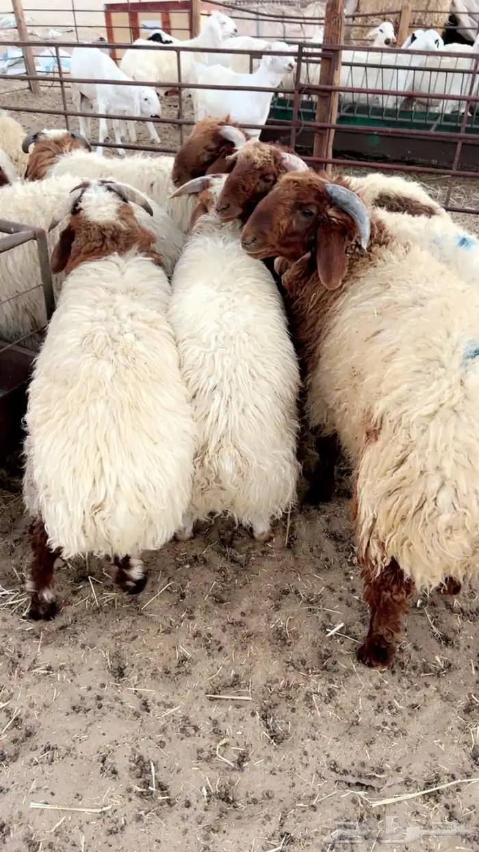 جميع انواع الذبايح يوجد سلخ وتوصيل 3