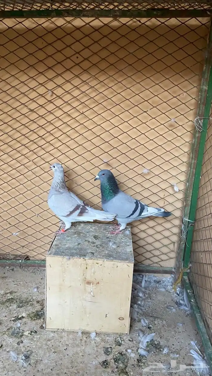 جوز زاجل سباق اهلهم خوارج 0