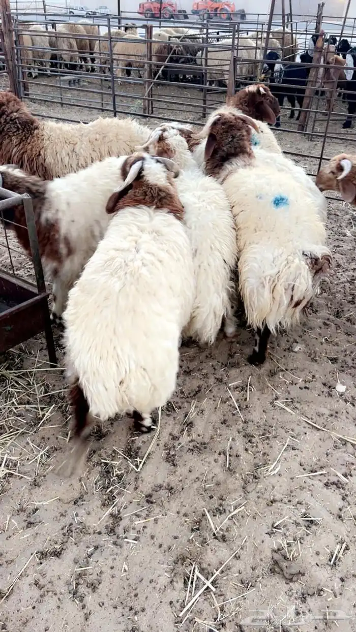 جميع انواع الذبايح يوجد سلخ وتوصيل 6