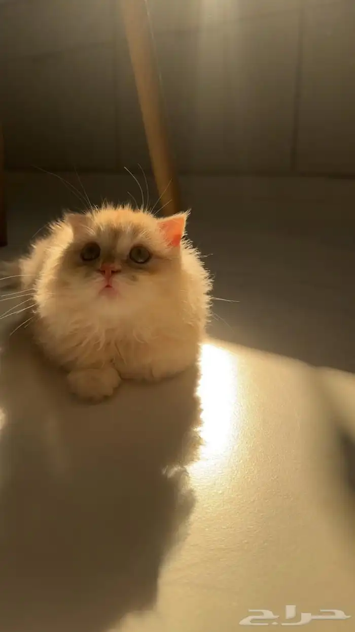 قطة سكوتش فلو عمرها 3 شهور ونص 1