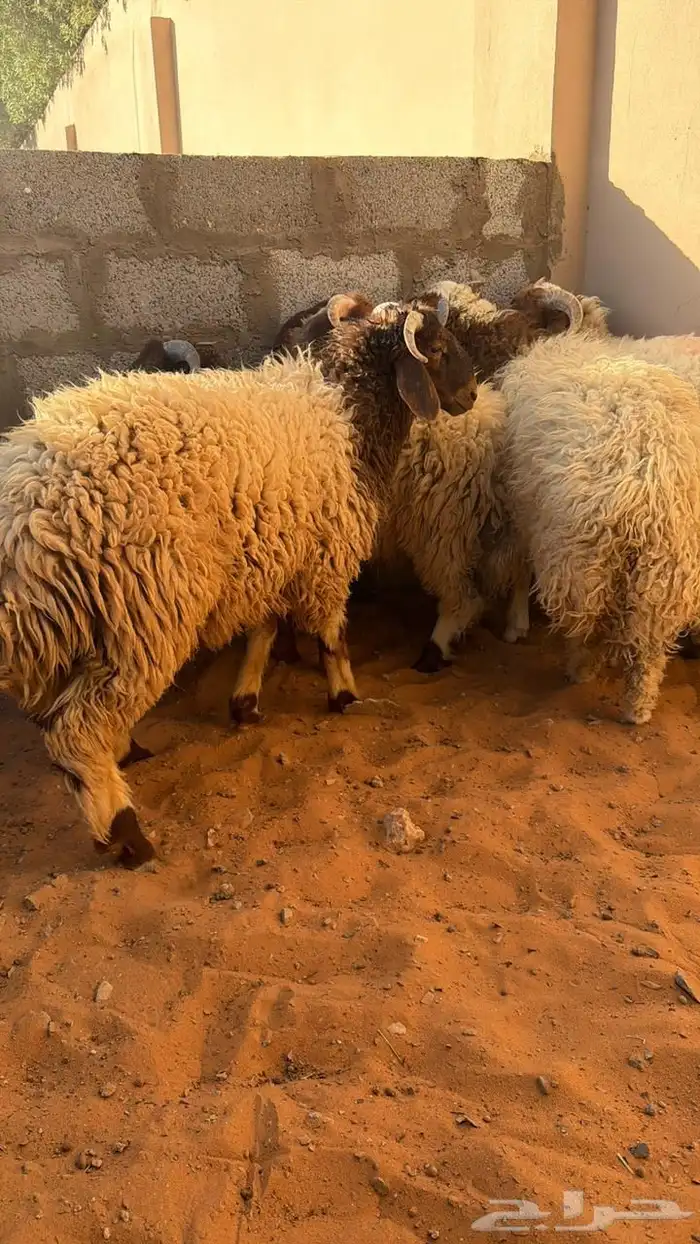 نعيمي للبيع 2