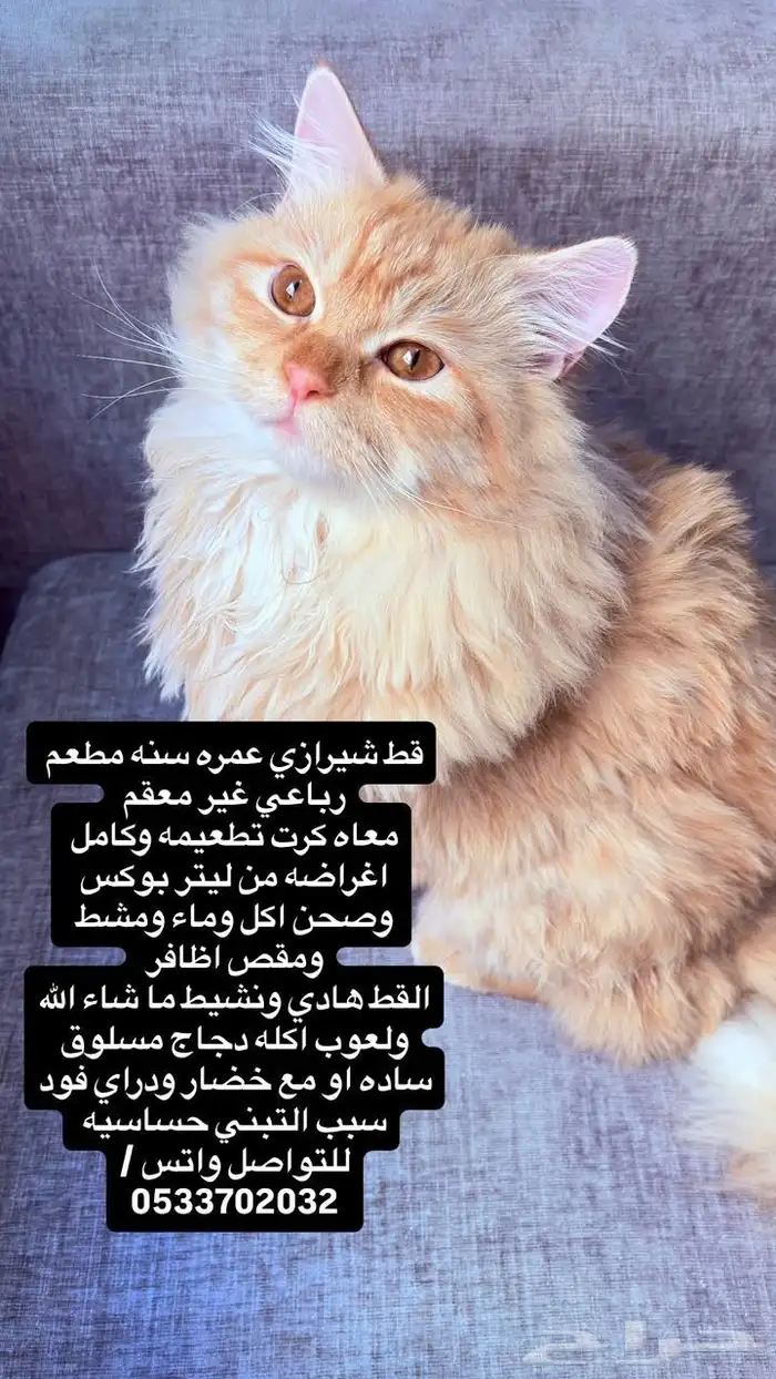 تبني قط المدينة 0