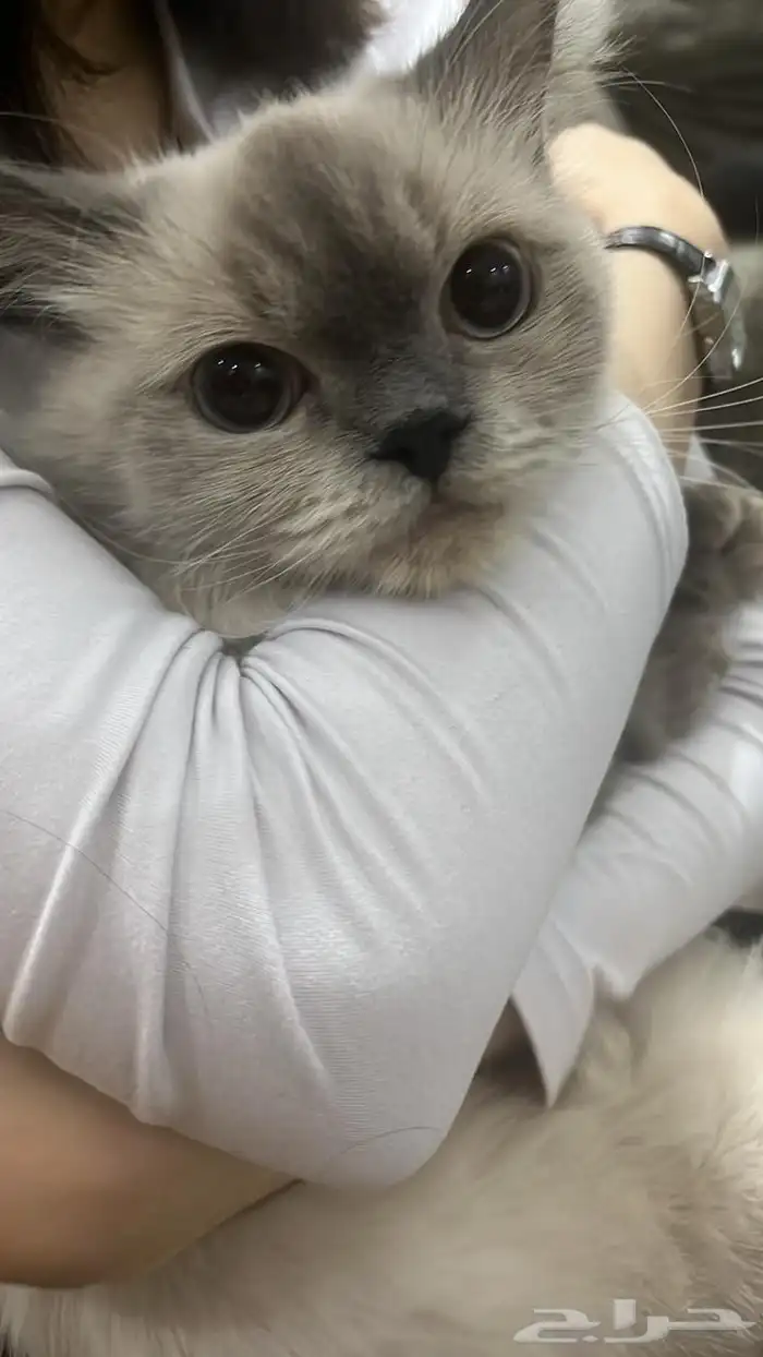 قطط للتبني 0