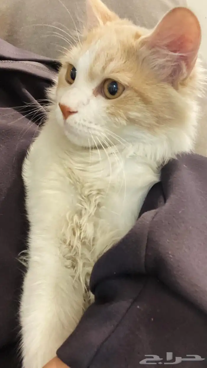 بسه تبني ذكر عمر 5 مطعم تطعيمه الديدان والطاعون كرت التطعيم 0