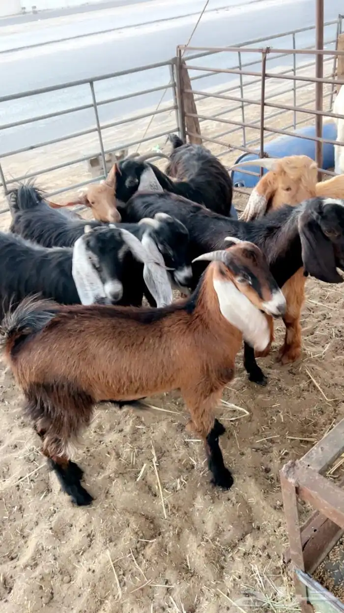 جميع انواع الذبايح يوجد سلخ وتوصيل 5