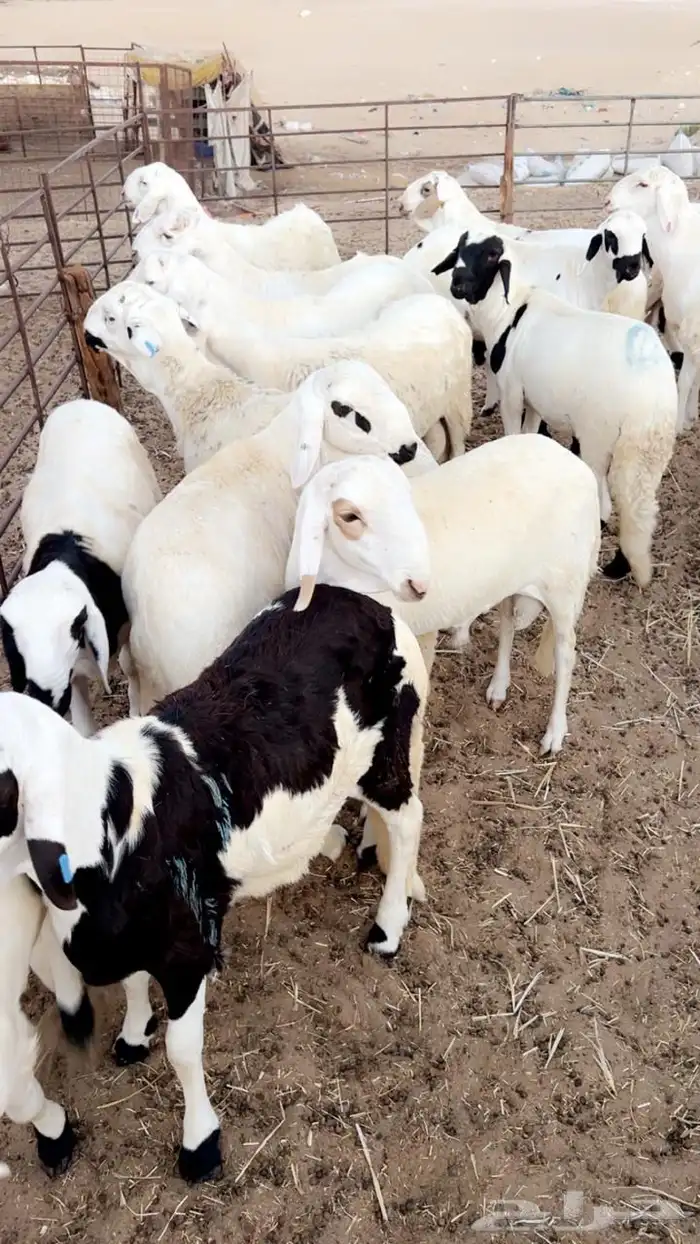 جميع انواع الذبايح يوجد سلخ وتوصيل 2