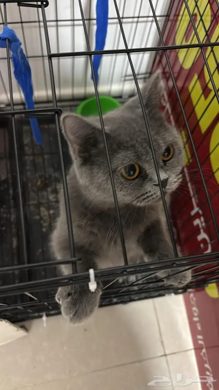 سكوتش ستريت 0