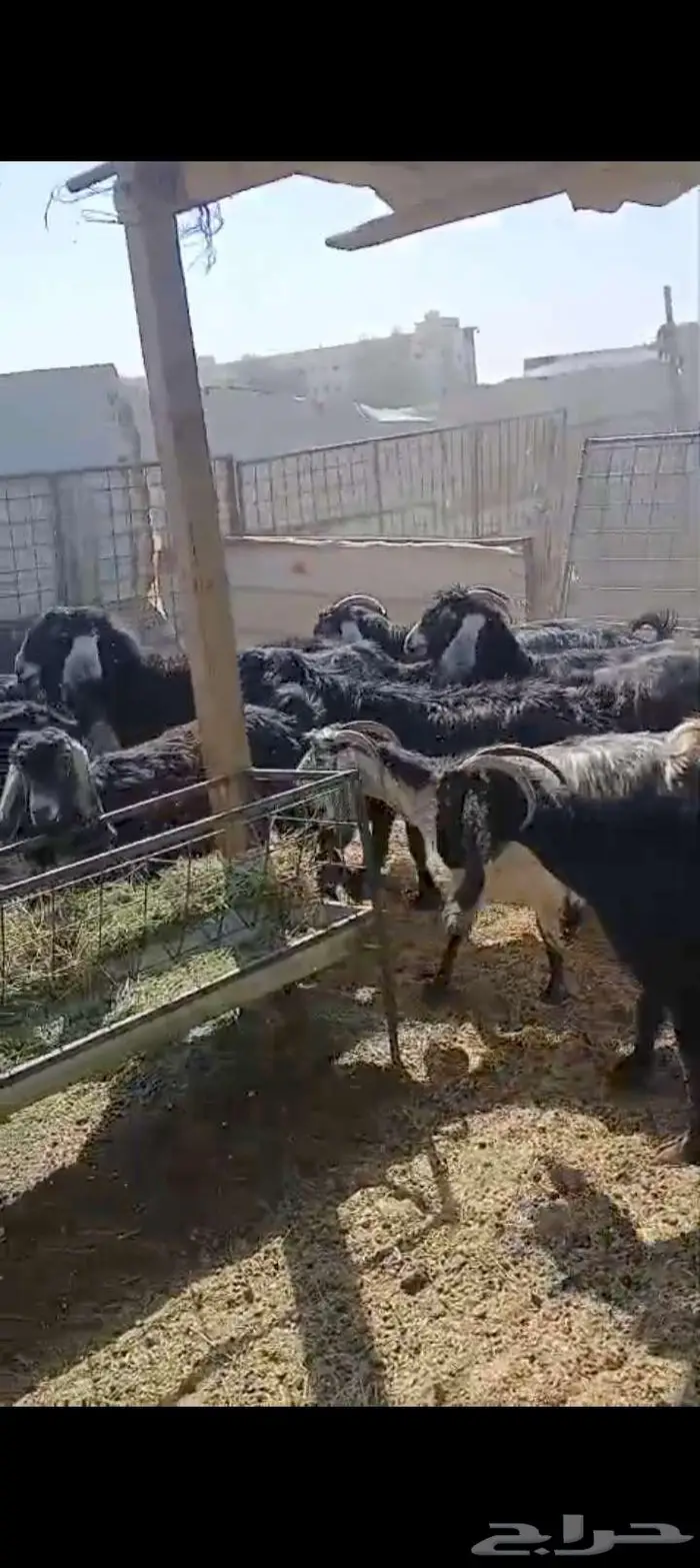 مراح عوارض وحبش 0