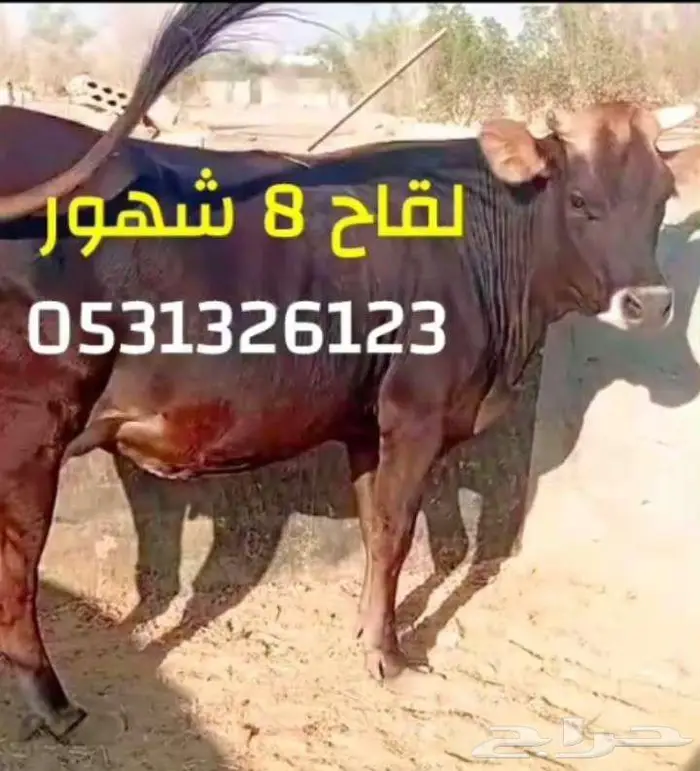 بقره للببع 0