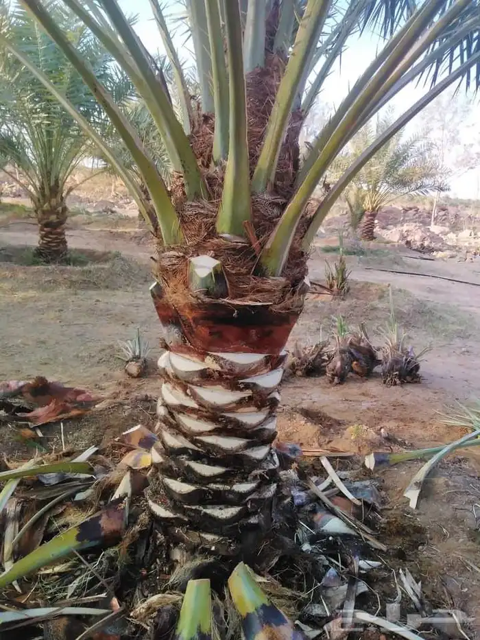 نخل للبيع نخيل اشجار نخيل عربي مثمر 13