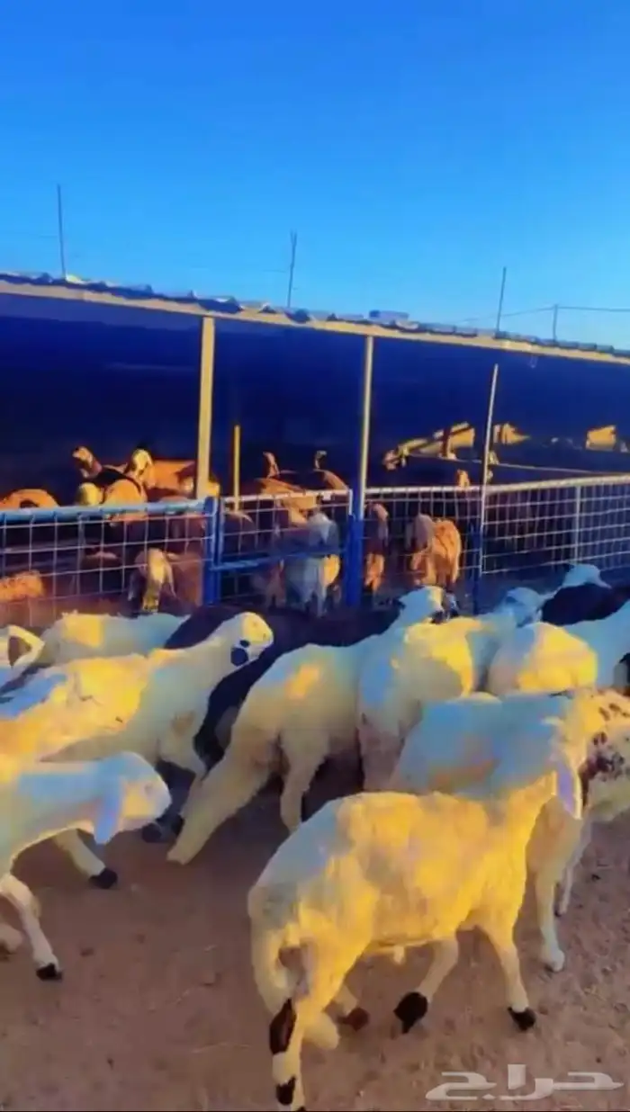 طليان ذبايح سواكن ورفيديات وحريات رقم واحد 17