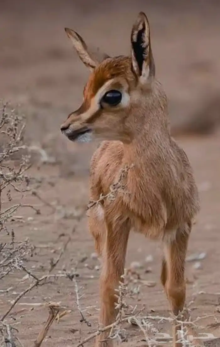 حيوان لتبني 0