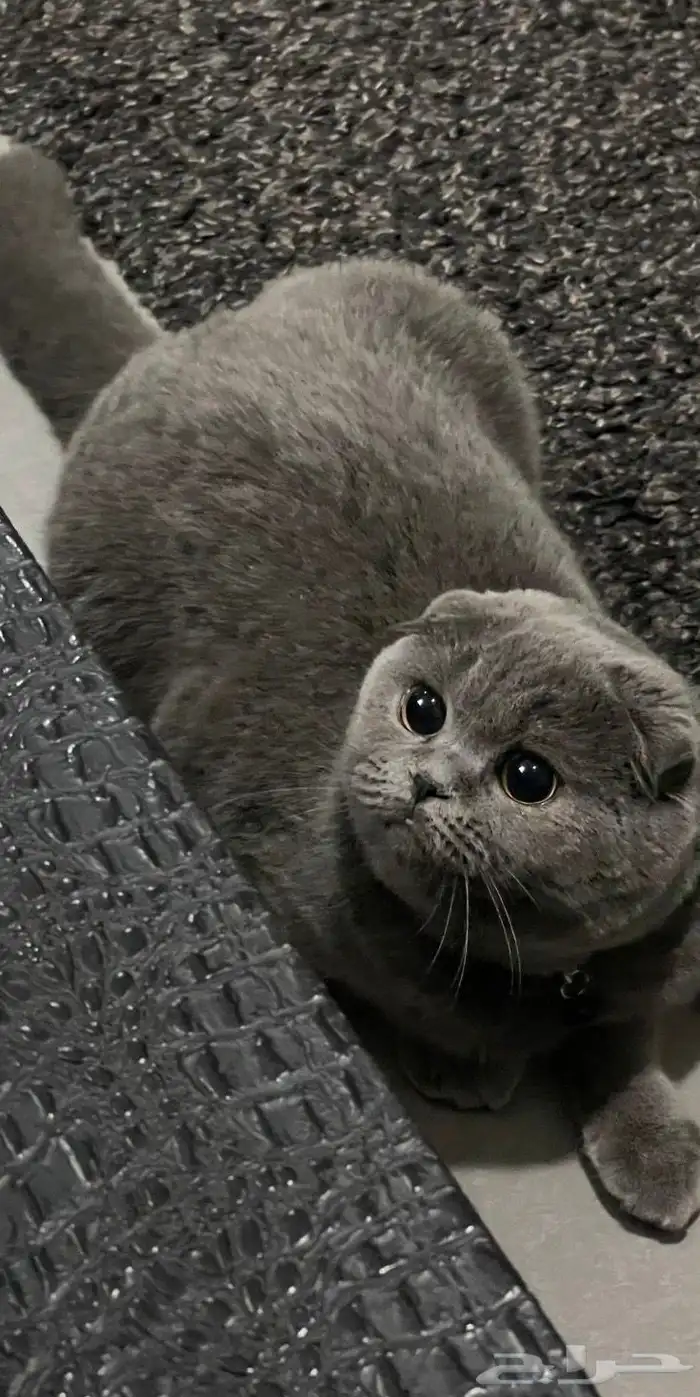 قطتين ذكر وأنثى سكوتش للبيع ب أغراضها و مستلزماتها والعابها 1