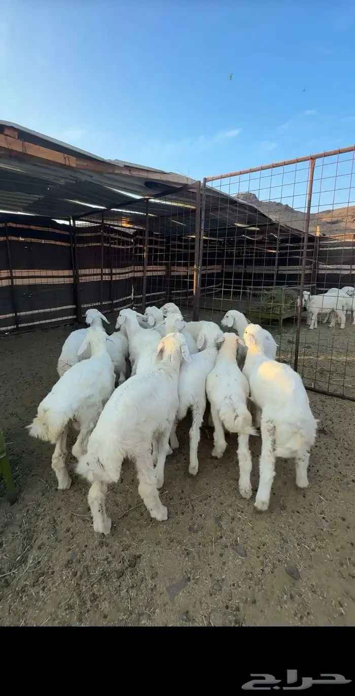 طليان حريه شحم وشعره فاخره 2