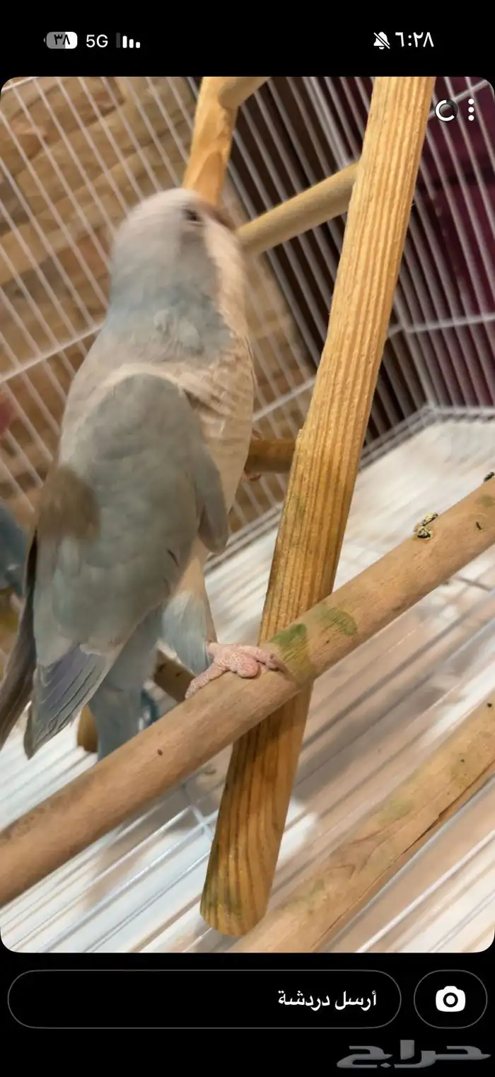 طير ببغاء للبيع كويكر ازرق مع القفص ومستلزمات 1
