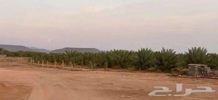 للبيع مزرعة بالمندسة بالمدينة المنورة 3