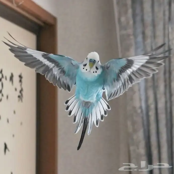 طيور بادجي للبيع 4