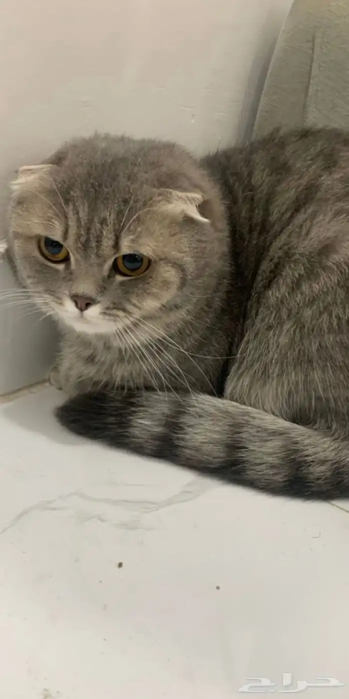 قطتين ذكر وأنثى سكوتش للبيع ب أغراضها و مستلزماتها والعابها 0