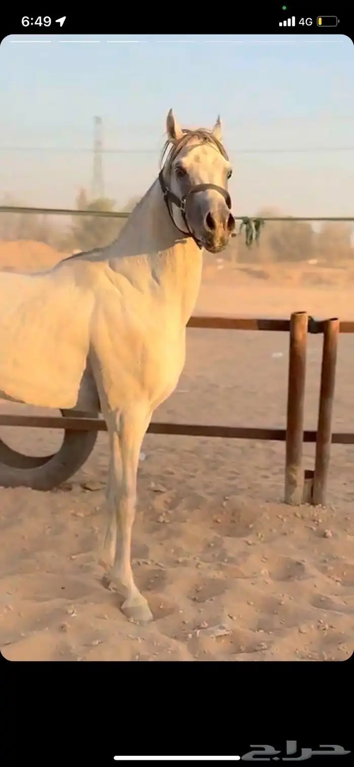 خيل 1