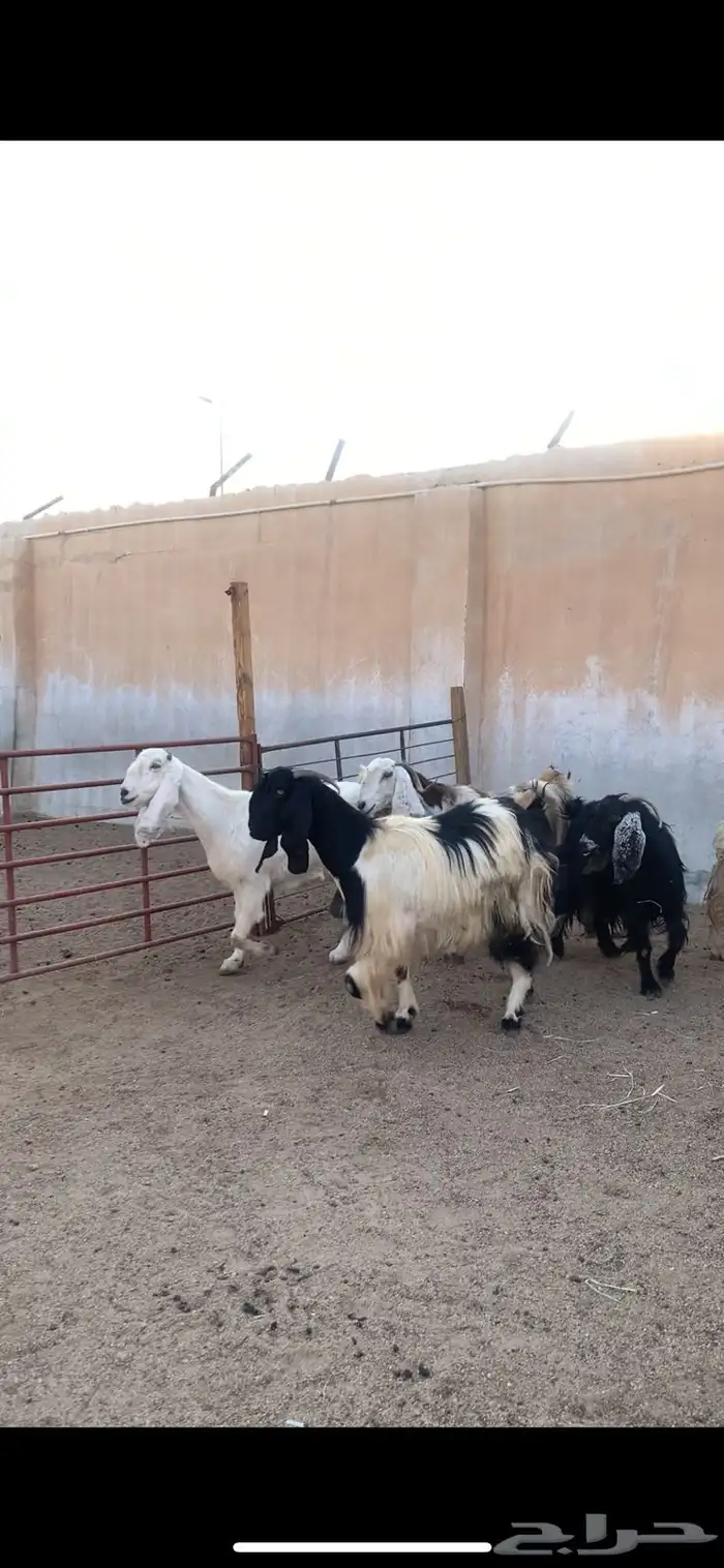 معزا متاويم 0