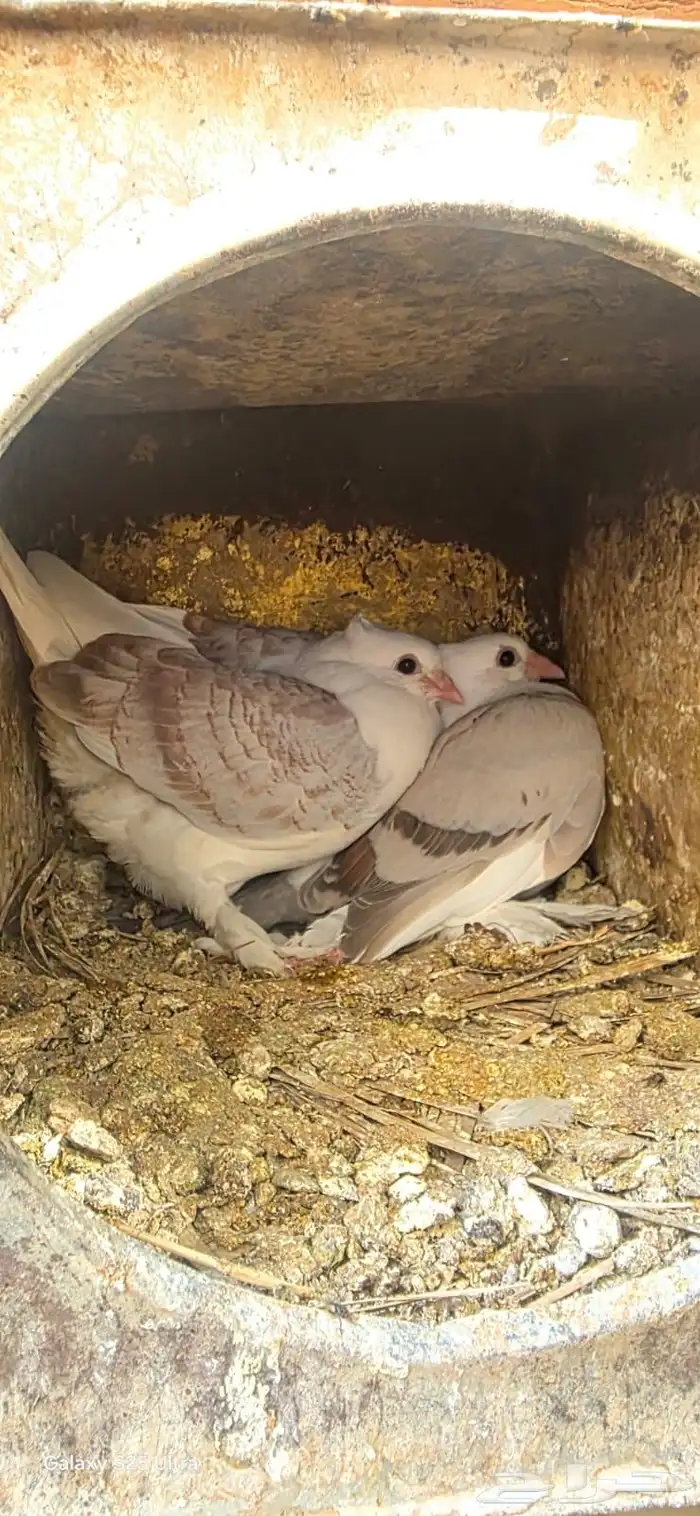 حمام رمان للبيع العدد 20 حبه 0