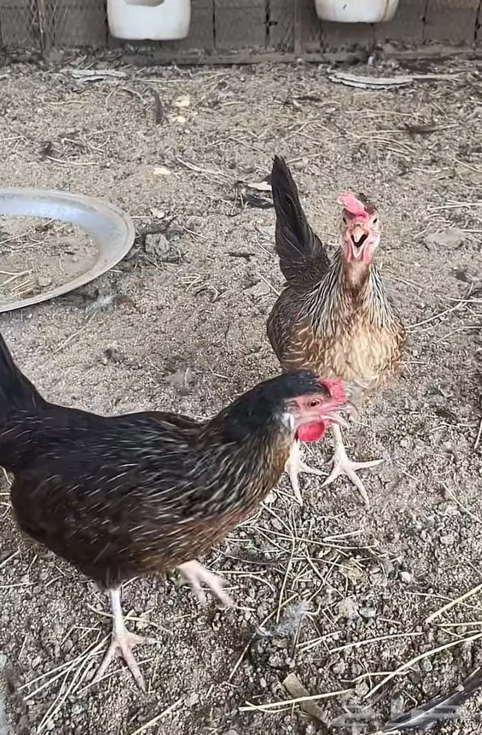 سلام عليكم ورحمة الله وبركاته مطلوب هذه دجاج عربي و بلدي 1