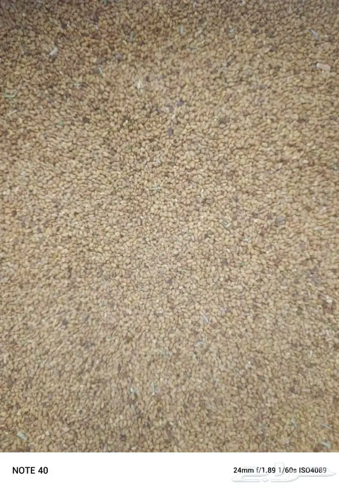 بذور برسيم للبيع 1