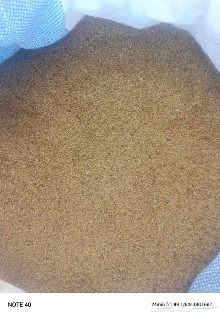 بذور برسيم للبيع 0