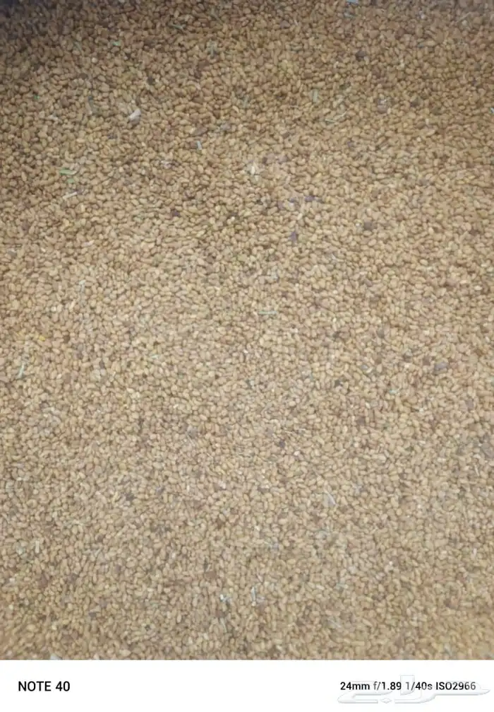 بذور برسيم للبيع 2