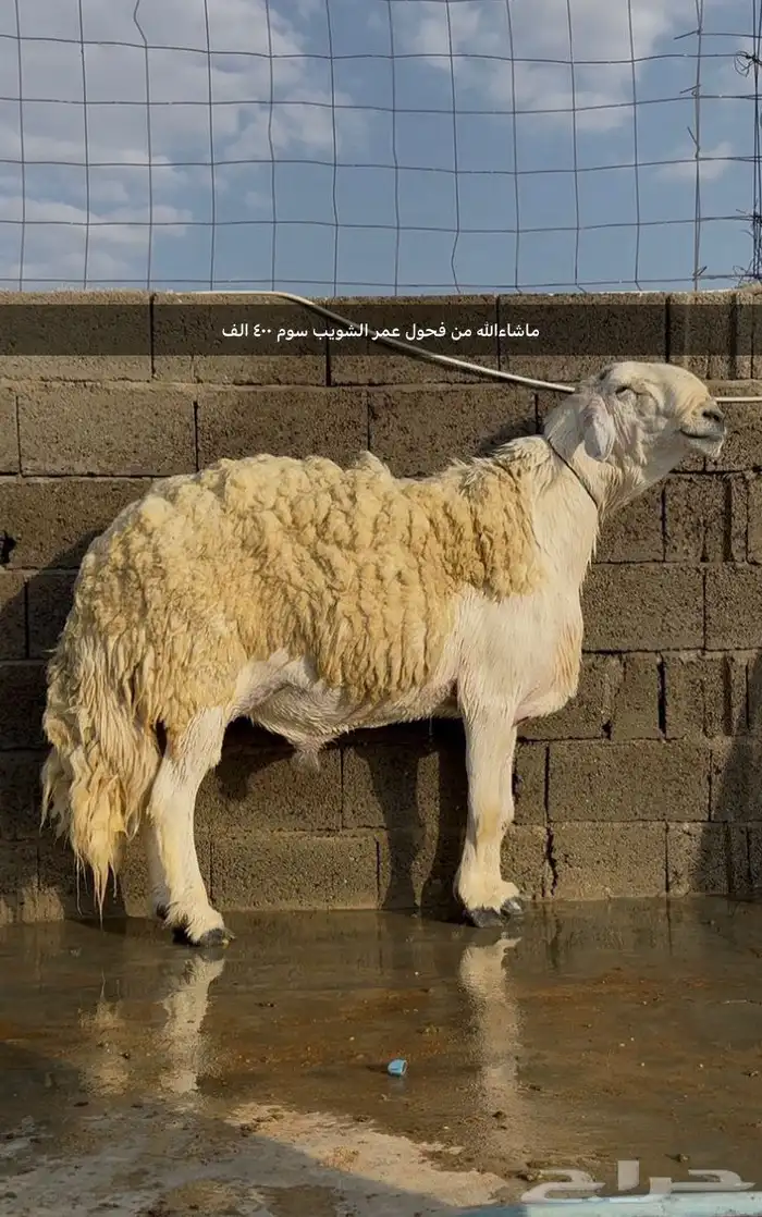 مشروع فحل حري صنف 15