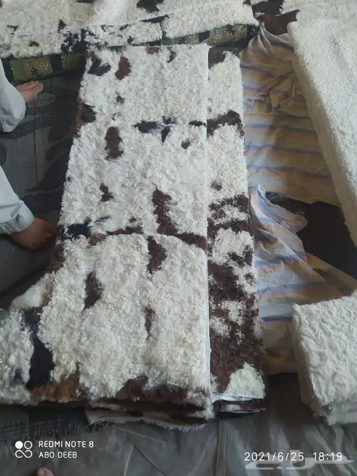 فروة فروات طفيلي غنم تفصيل ملكي 5