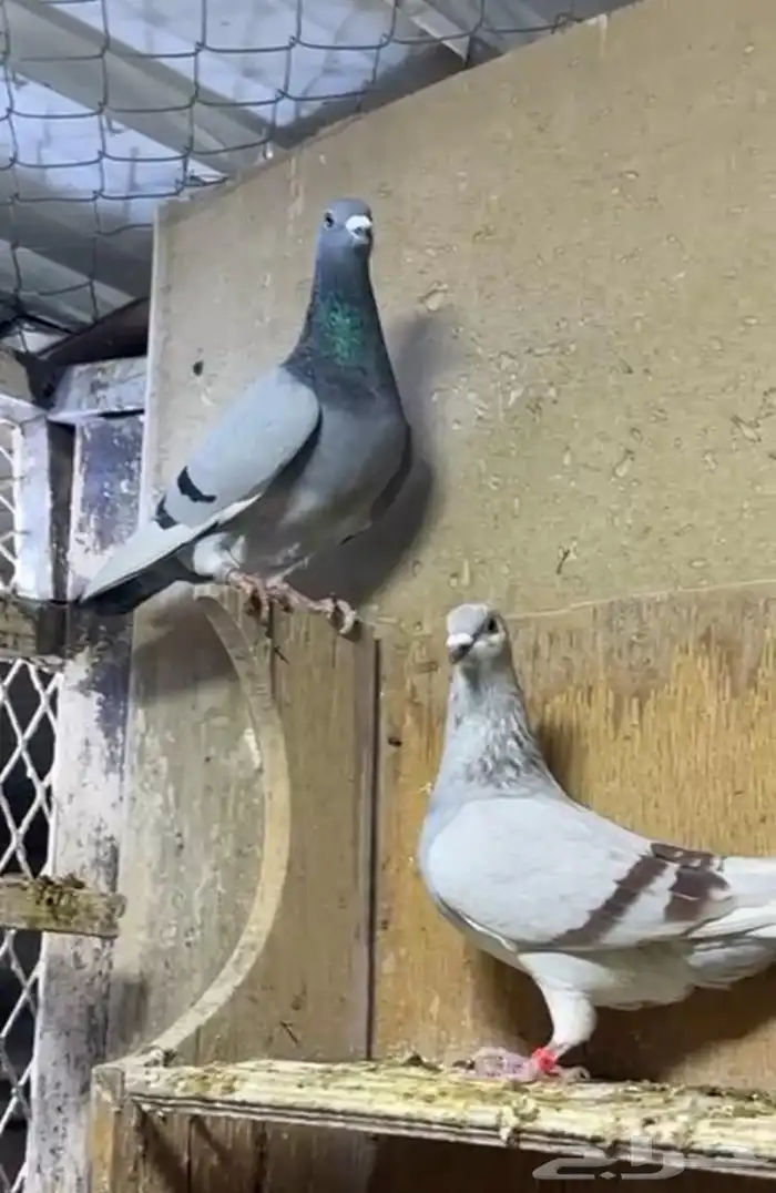 جوز زاجل سباق اهلهم خوارج 4