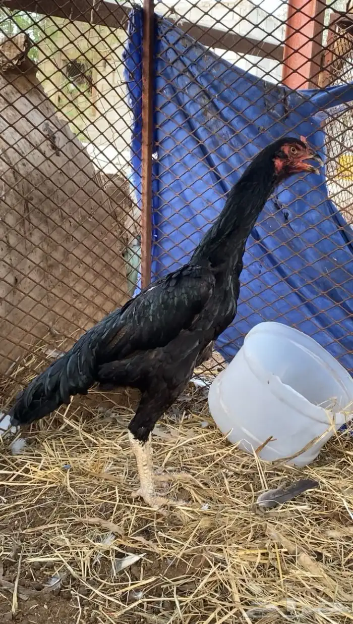 دجاجه شامو الماني 2