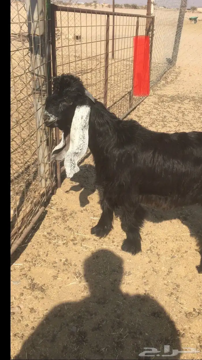 مشاريع فحول عوارض خصم 2