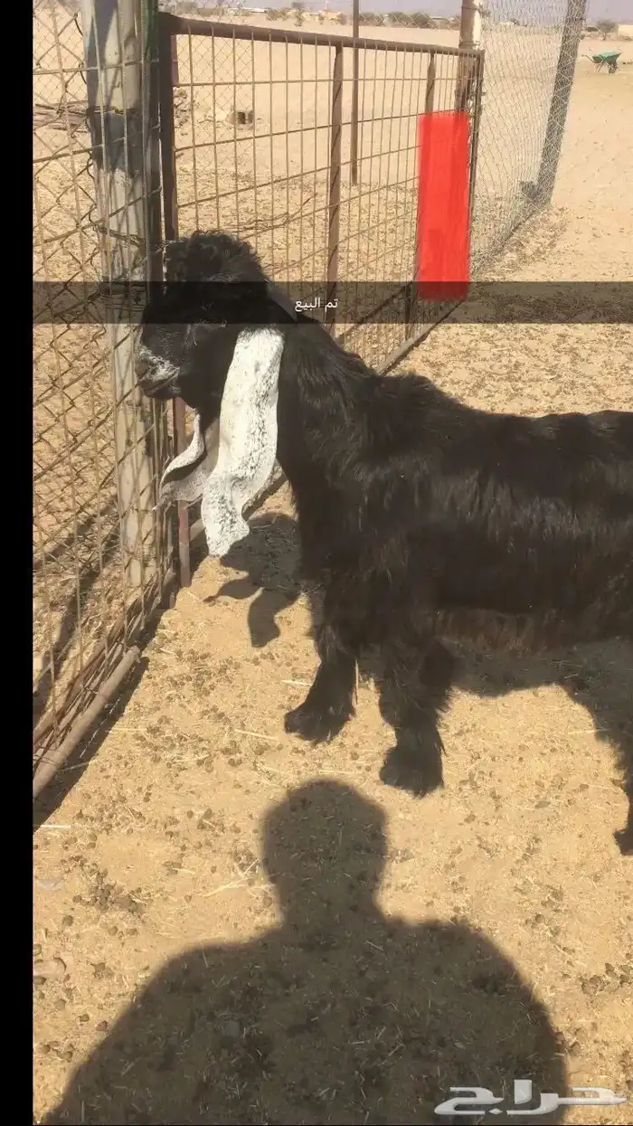 مشاريع فحول عوارض خصم 2