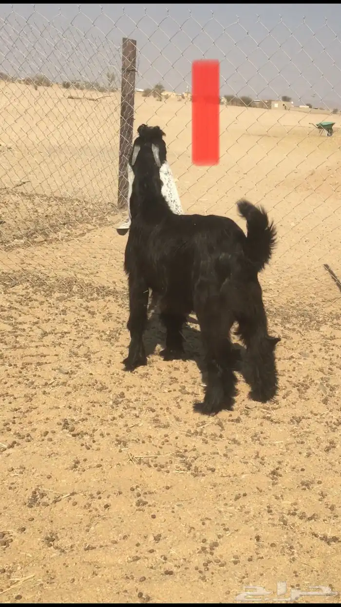 مشاريع فحول عوارض خصم 3