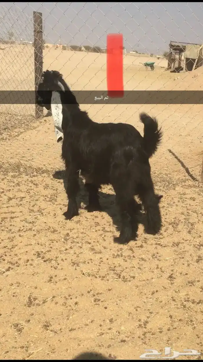 مشاريع فحول عوارض خصم 3