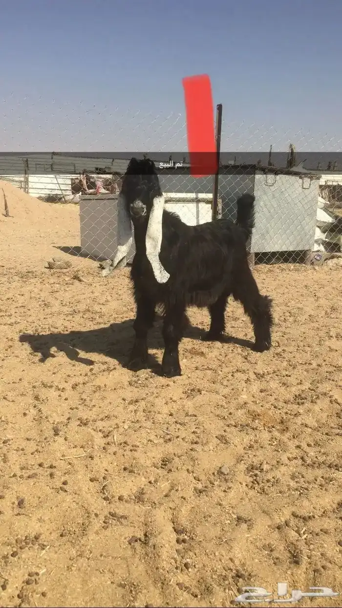 مشاريع فحول عوارض خصم 0