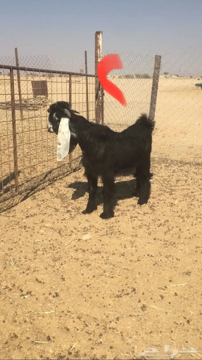 مشاريع فحول عوارض خصم 10