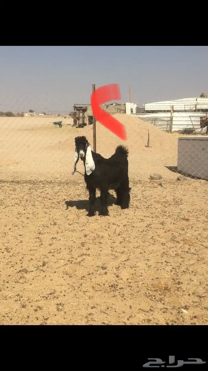 مشاريع فحول عوارض خصم 9