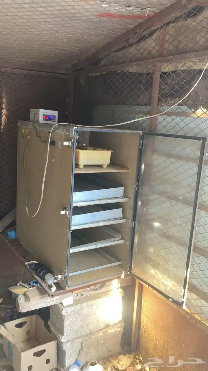 فقاسه امريكي للبيع 0