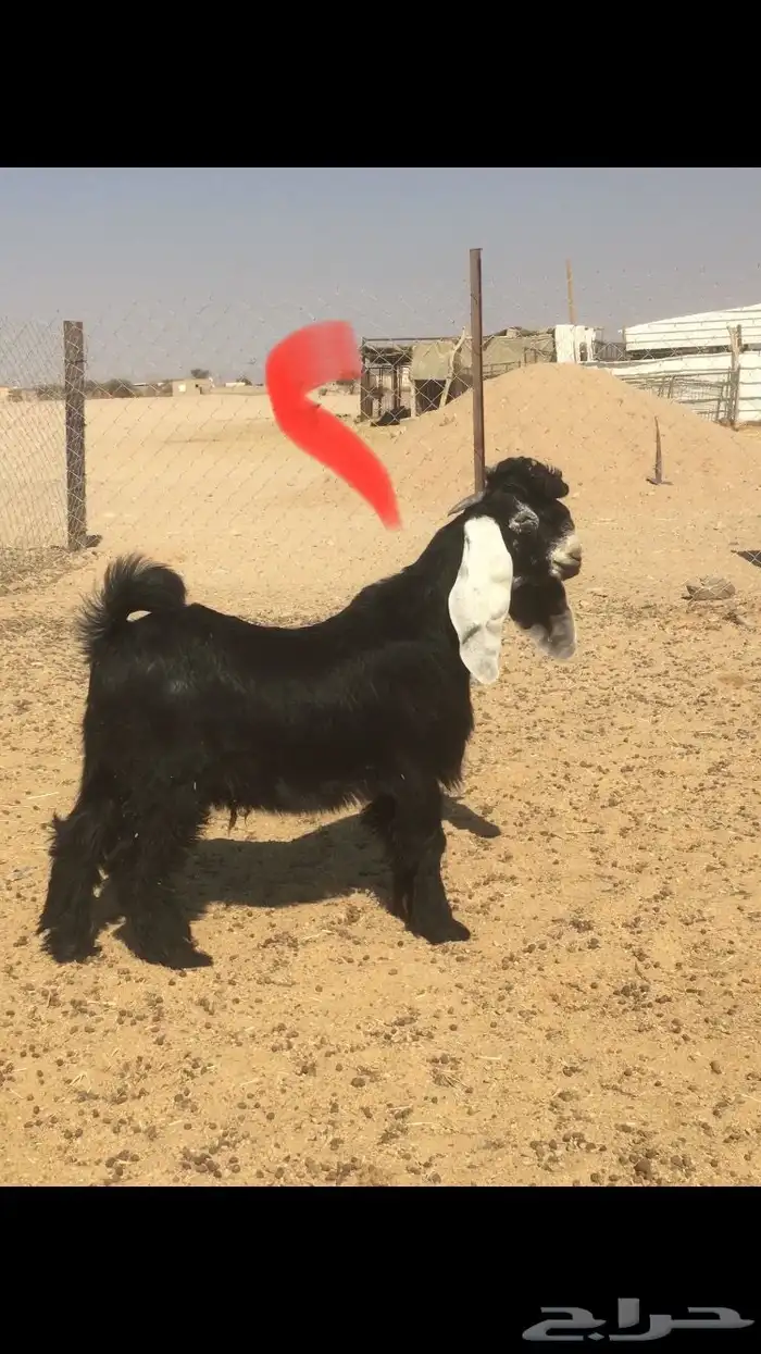 مشاريع فحول عوارض خصم 8