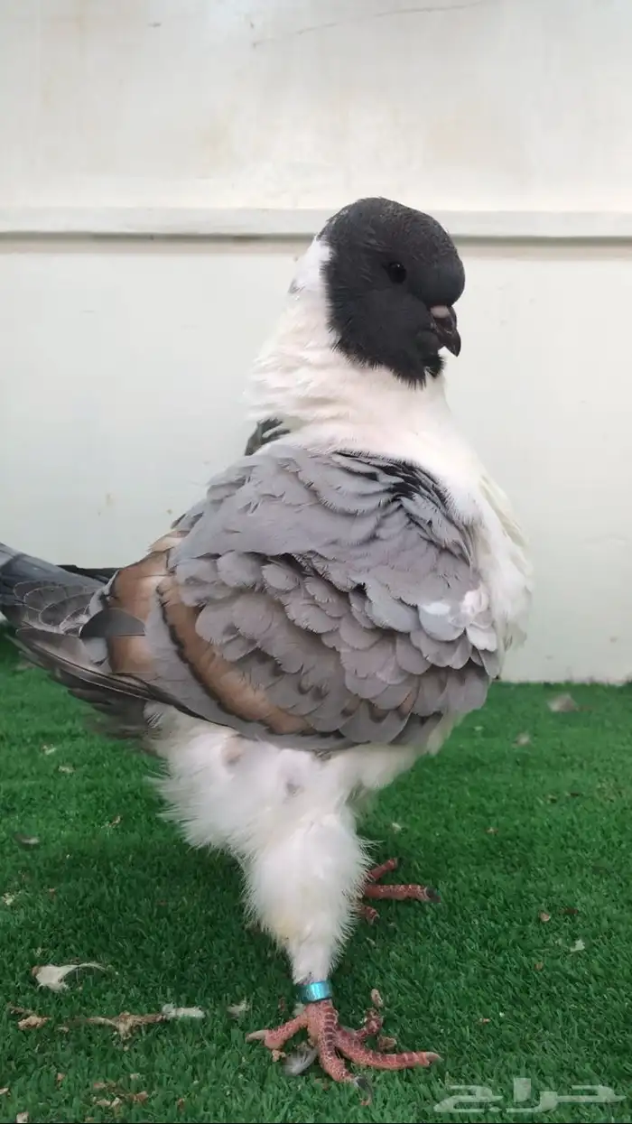 جوز مدينا فاخر تتم البيع 3