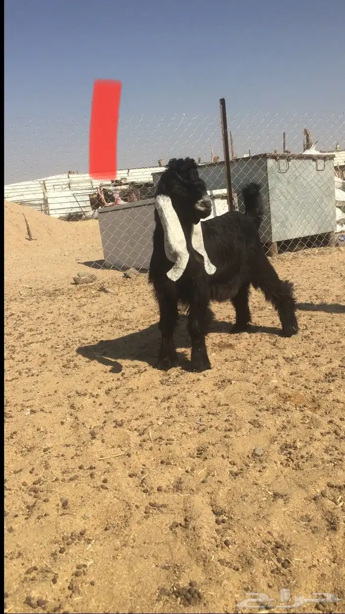 مشاريع فحول عوارض خصم 1