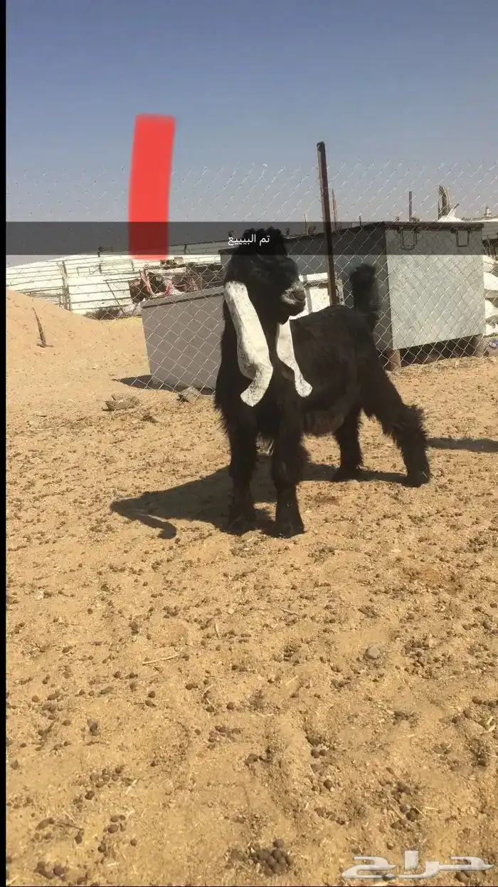 مشاريع فحول عوارض خصم 1