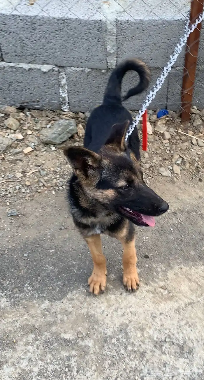 كلب جيرمن شيبرد 0