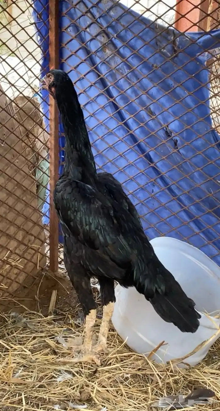 دجاجه شامو الماني 0