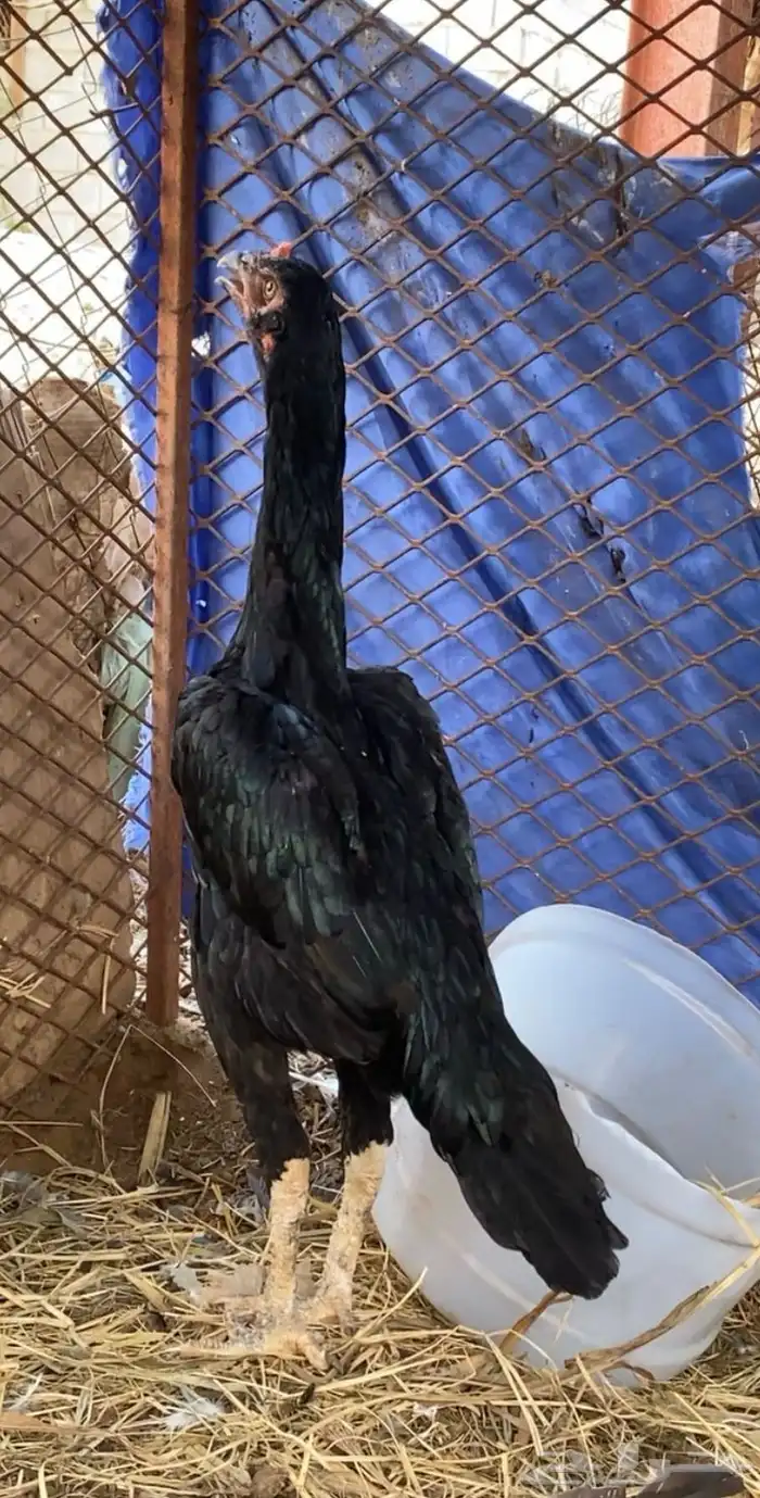 دجاجه شامو الماني 1